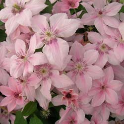 Clématite 'Pink Fantasy' / Clematis Pink Fantasy